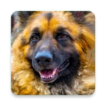 Logo of German Shepherd Wallpaper android Application 